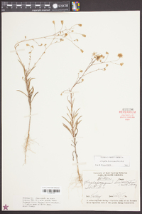 Croptilon divaricatum image