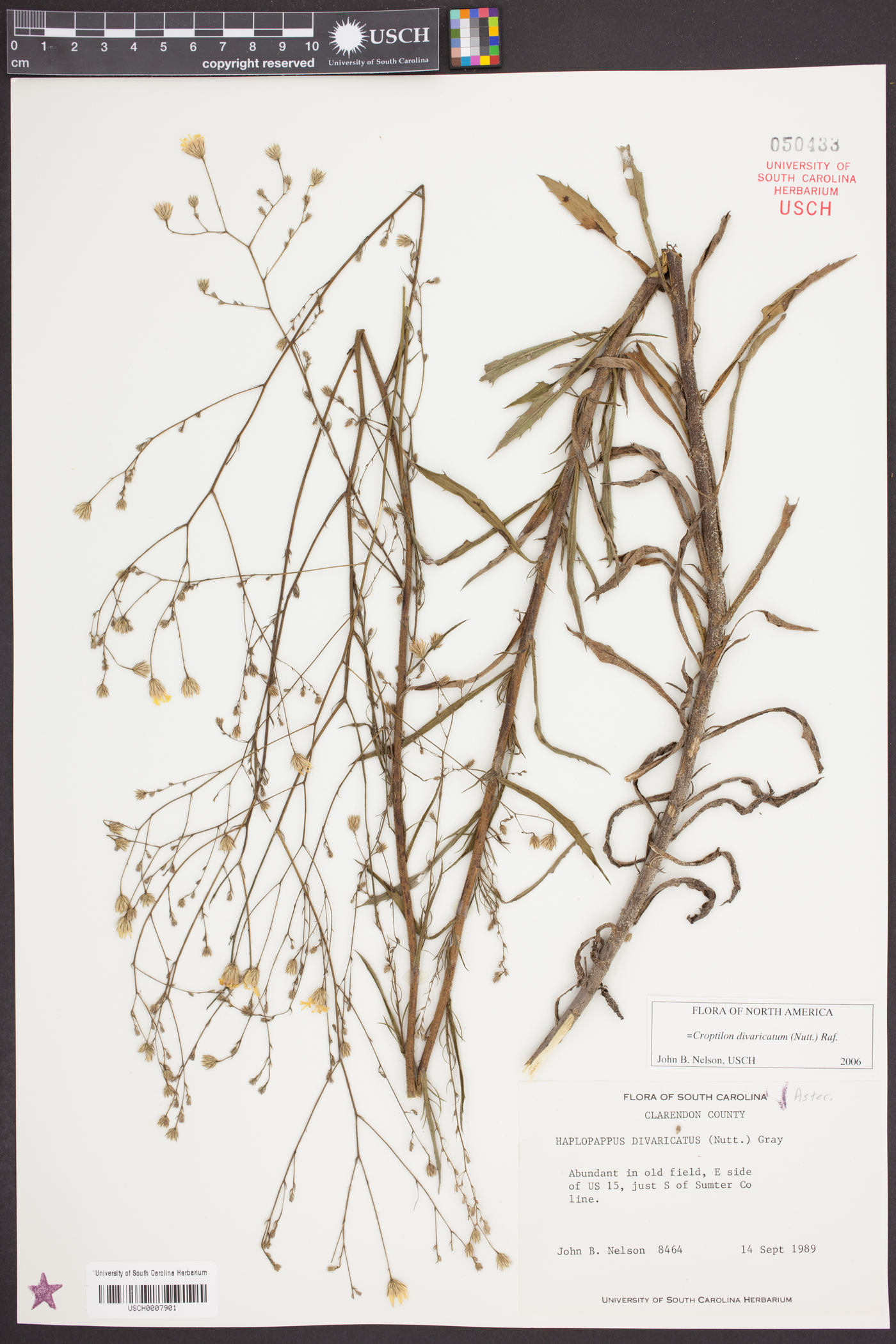 Croptilon divaricatum image
