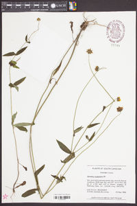 Coreopsis pubescens image