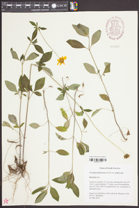 Coreopsis pubescens image