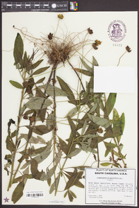 Coreopsis pubescens image