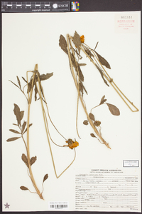 Coreopsis pubescens image