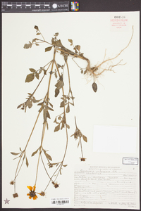 Coreopsis pubescens image