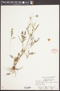 Coreopsis tinctoria image