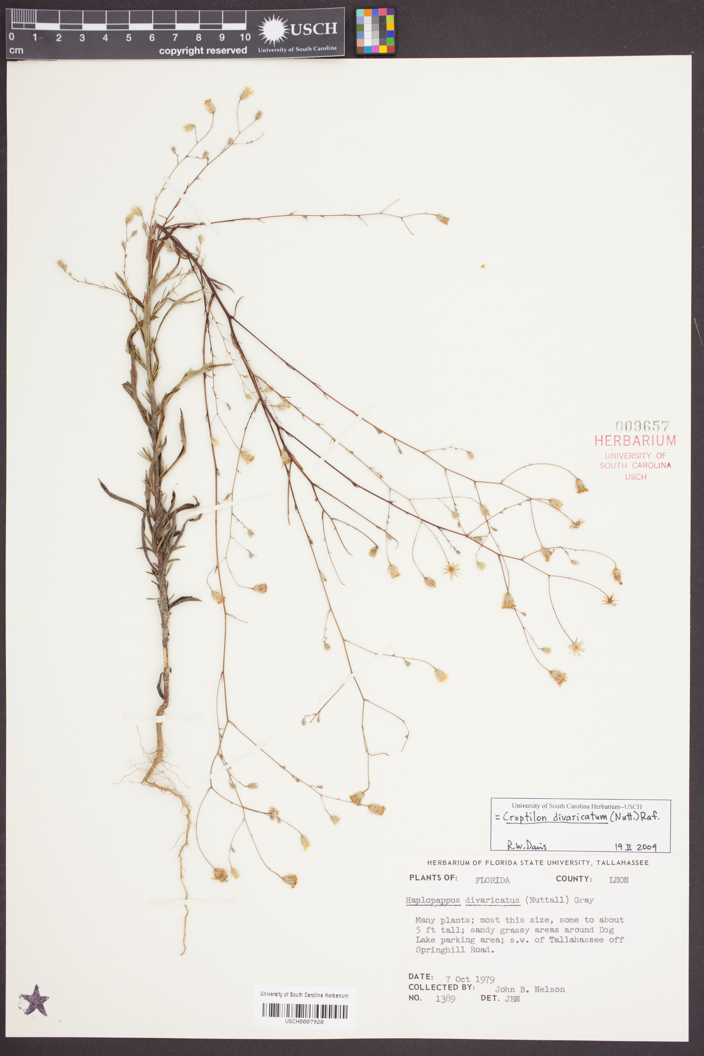 Croptilon divaricatum image