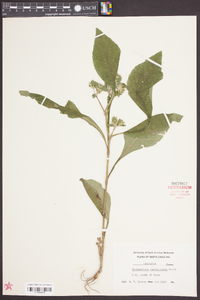 Elephantopus carolinianus image