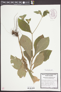 Elephantopus carolinianus image
