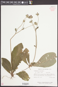 Elephantopus tomentosus image