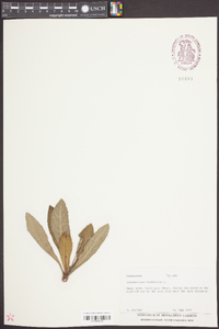 Elephantopus tomentosus image