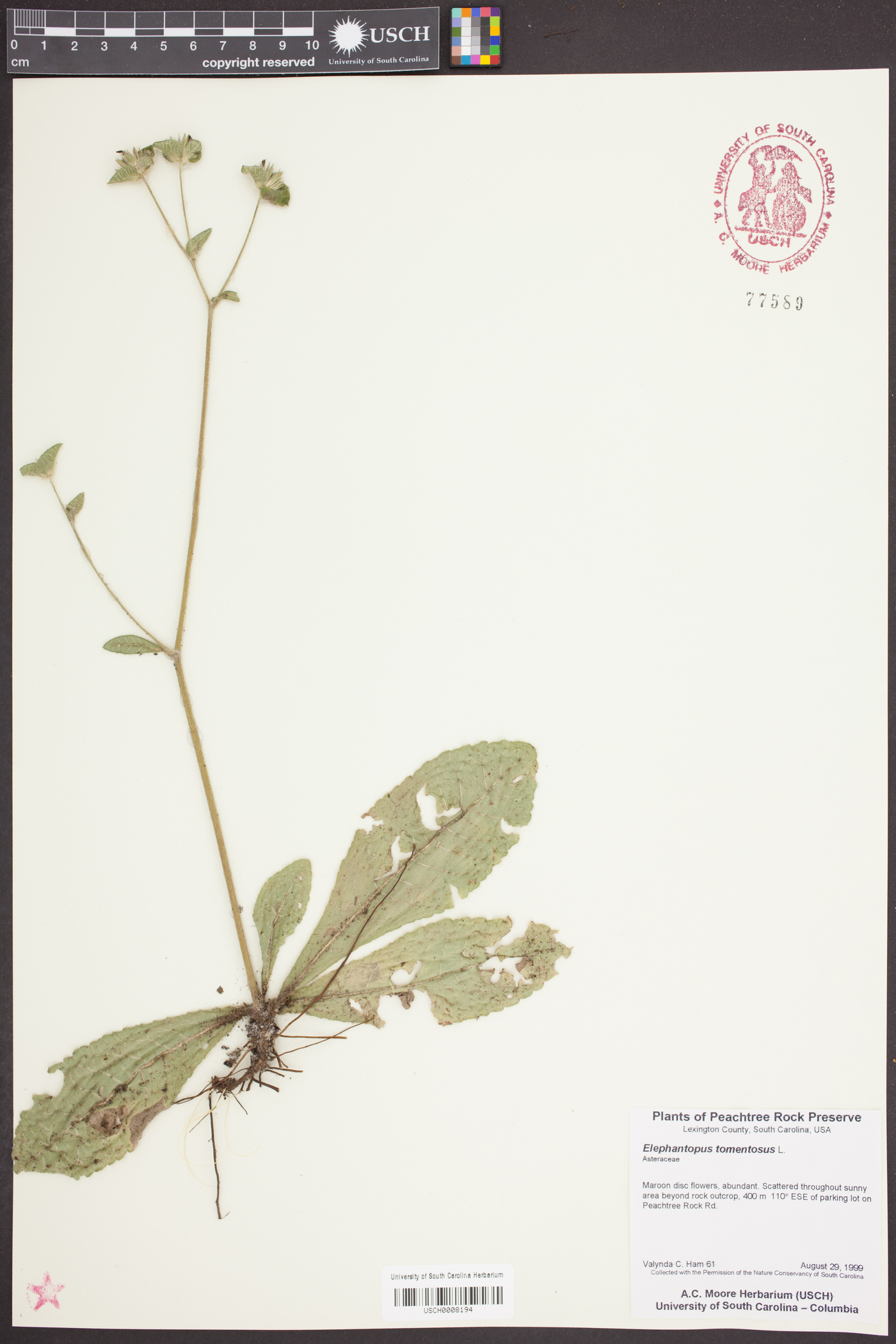 Elephantopus tomentosus image