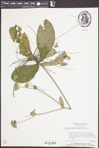 Elephantopus tomentosus image