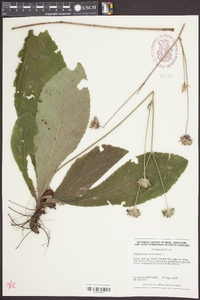 Elephantopus tomentosus image