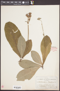 Elephantopus tomentosus image