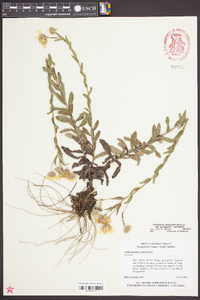 Chrysopsis gossypina subsp. gossypina image