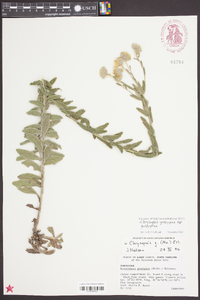 Chrysopsis gossypina subsp. gossypina image