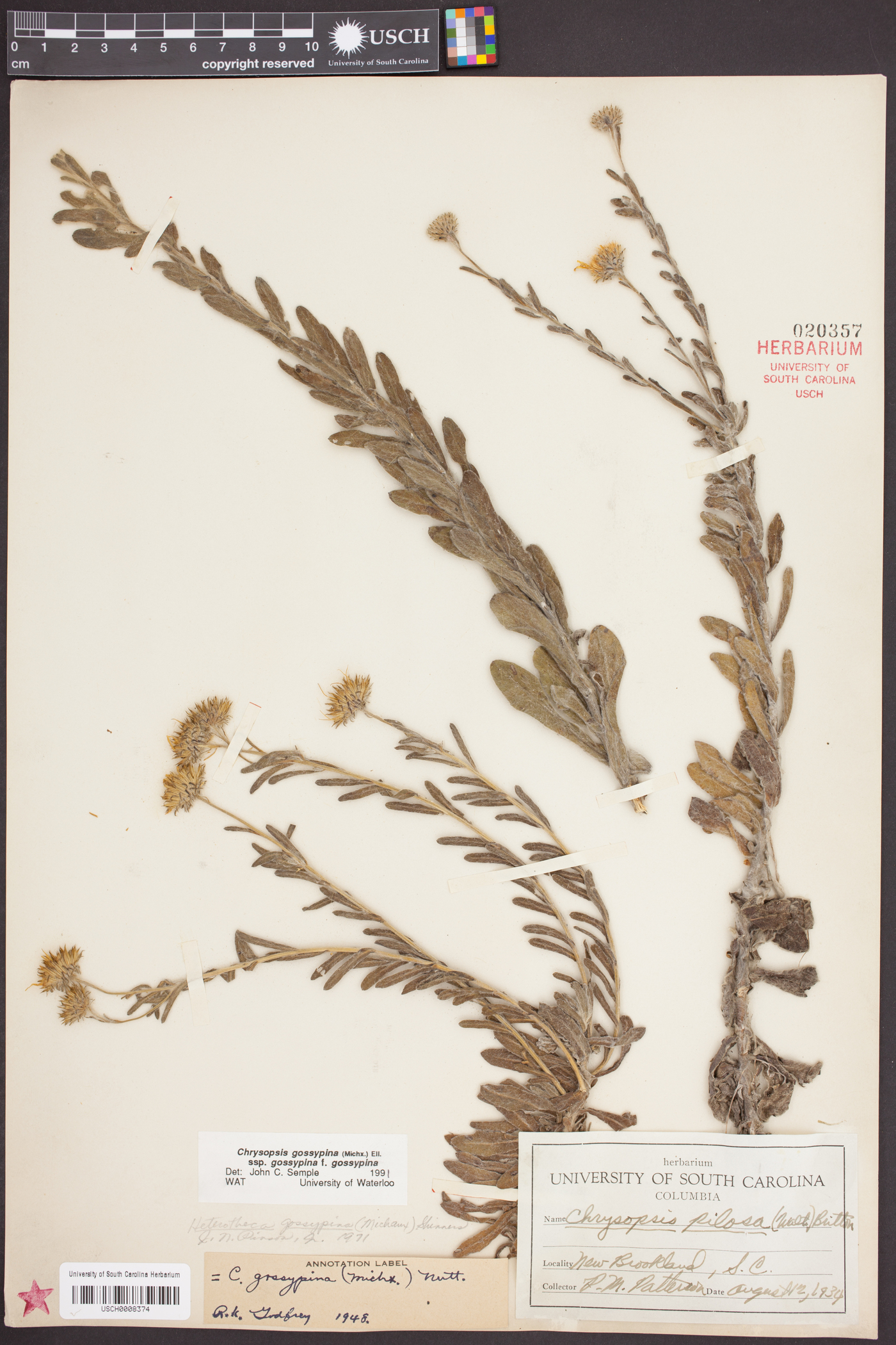 Chrysopsis gossypina image