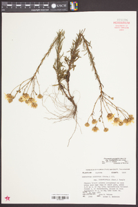 Chrysopsis gossypina subsp. hyssopifolia image