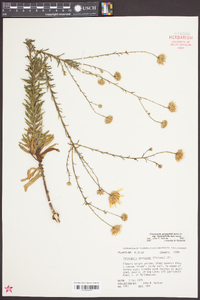 Chrysopsis gossypina subsp. hyssopifolia image