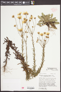 Chrysopsis gossypina subsp. hyssopifolia image