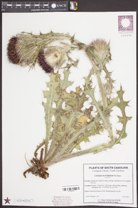 Cirsium horridulum image