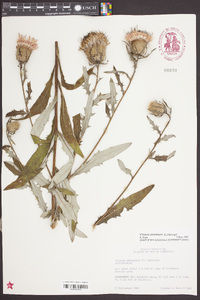 Cirsium altissimum image