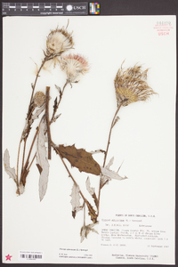 Cirsium altissimum image