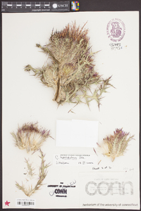 Cirsium horridulum image