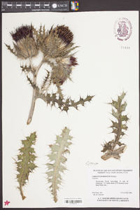 Cirsium horridulum image