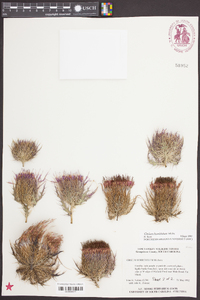 Cirsium horridulum image