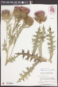 Cirsium horridulum image