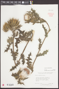 Cirsium horridulum image