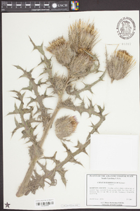 Cirsium horridulum image