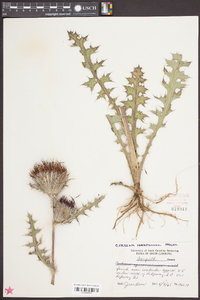 Cirsium horridulum image