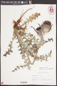 Cirsium horridulum image