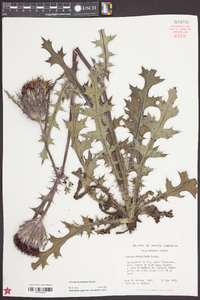 Cirsium horridulum image