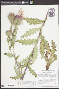 Cirsium horridulum image