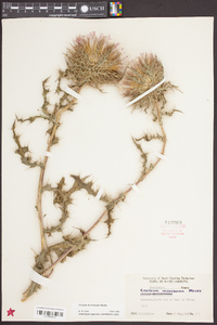 Cirsium horridulum image