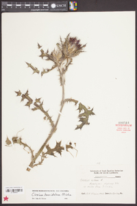 Cirsium horridulum image