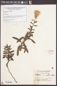 Cirsium repandum image