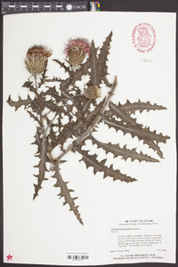 Cirsium repandum image