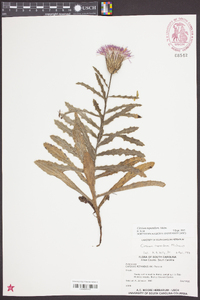 Cirsium repandum image