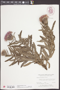 Cirsium repandum image