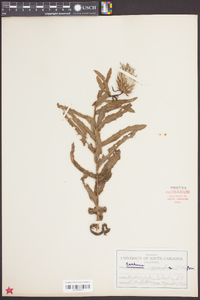 Cirsium repandum image