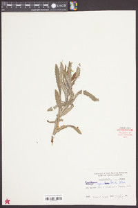 Cirsium repandum image