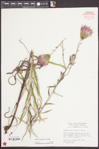 Cirsium virginianum image