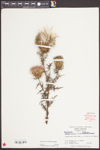 Cirsium discolor image