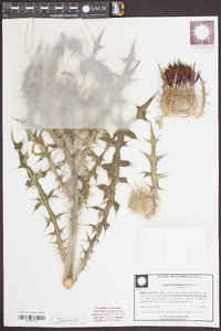 Cirsium horridulum image