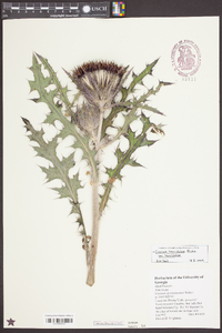 Cirsium horridulum image