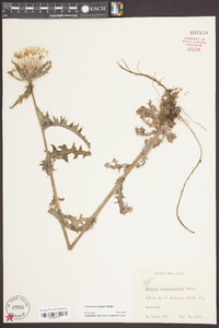 Cirsium horridulum image