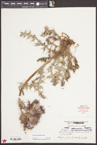 Cirsium horridulum image